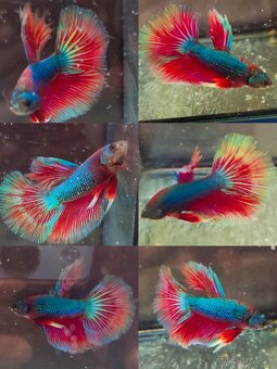 Betta Splendens - Bojovnica Pestrá. - 11