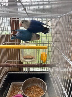 Agapornis fisher chovny par - 11