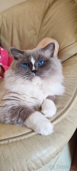 Ragdoll koťátka bez PP - 11