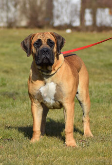 búrský buldok- boerboel-feny-1 rok , HD A, ED 0/0, OCD- neg - 11