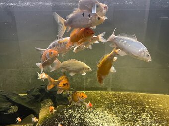 KOI kapor - 11