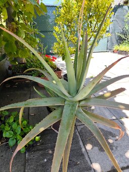 Darujem 2 krásne a šikovné mačiatka+aloe veru a figovník - 11
