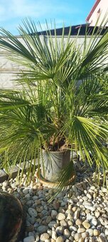 Stredomorské rastliny a palmy - 11