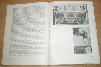 Chov včelích matiek - 11