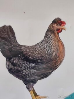 Kuričky DOMINNAT - 11