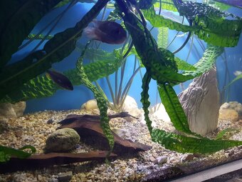 akvarijné rastliny Cryptocoryny - 11