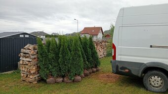 Tuja Smaragd, vavrínovec, červienka, gaštan - Prešov - 11