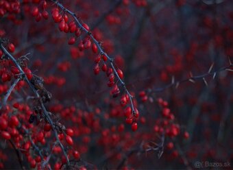 Canon eos Mark ll - 11