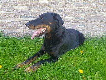 Šteniatka plemena Beauceron (Berger de Beauce) - 11