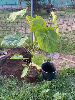 Paulownia Tomentosa rýchlorastúci strom - 11