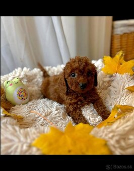 Dark Red miniature / Poodle / Pudlik / Poodel / pudel /pudl - 11