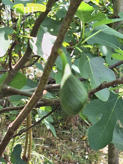 EŠTE NIŽŠIA CENA  KRÁSNA ZÁHRADA NA BETLIARSKEJ CESTE  - 11