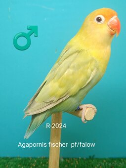 Agapornis - 11