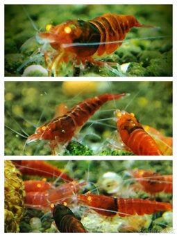 Krevetky Neocaridina a Caridina - 11