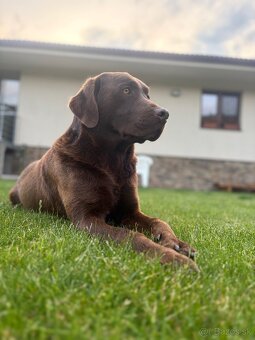 Čokoladovy labrador na krytie. - 11