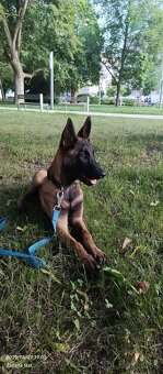 Belgický ovčiak malinois - 11