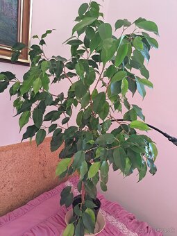 Ficus Benjamina a iné - 11