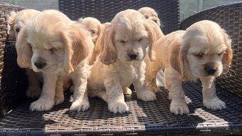 Americky Kokerspaniel-steniatka - 11