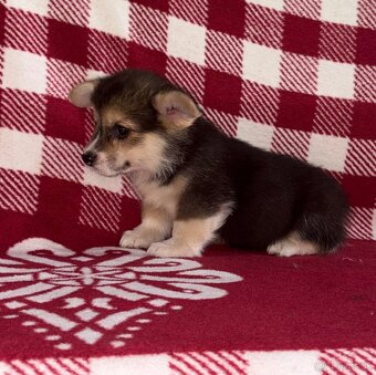 Welsh Corgi Pembroke - 11