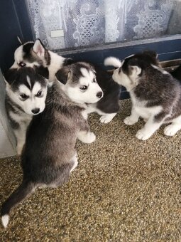 Sibirsky húsky - 11