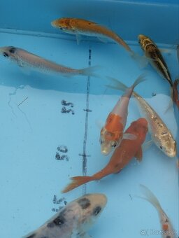 Koi kapre - jazierkové ryby - 11