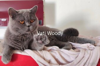 Britska macka s PP - 11