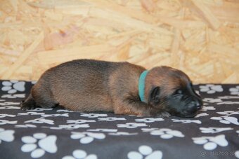 Belgický ovčiak malinois - 11