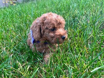 Pudel / pudlík - trpaslíči, šteniatka chlapci - 11