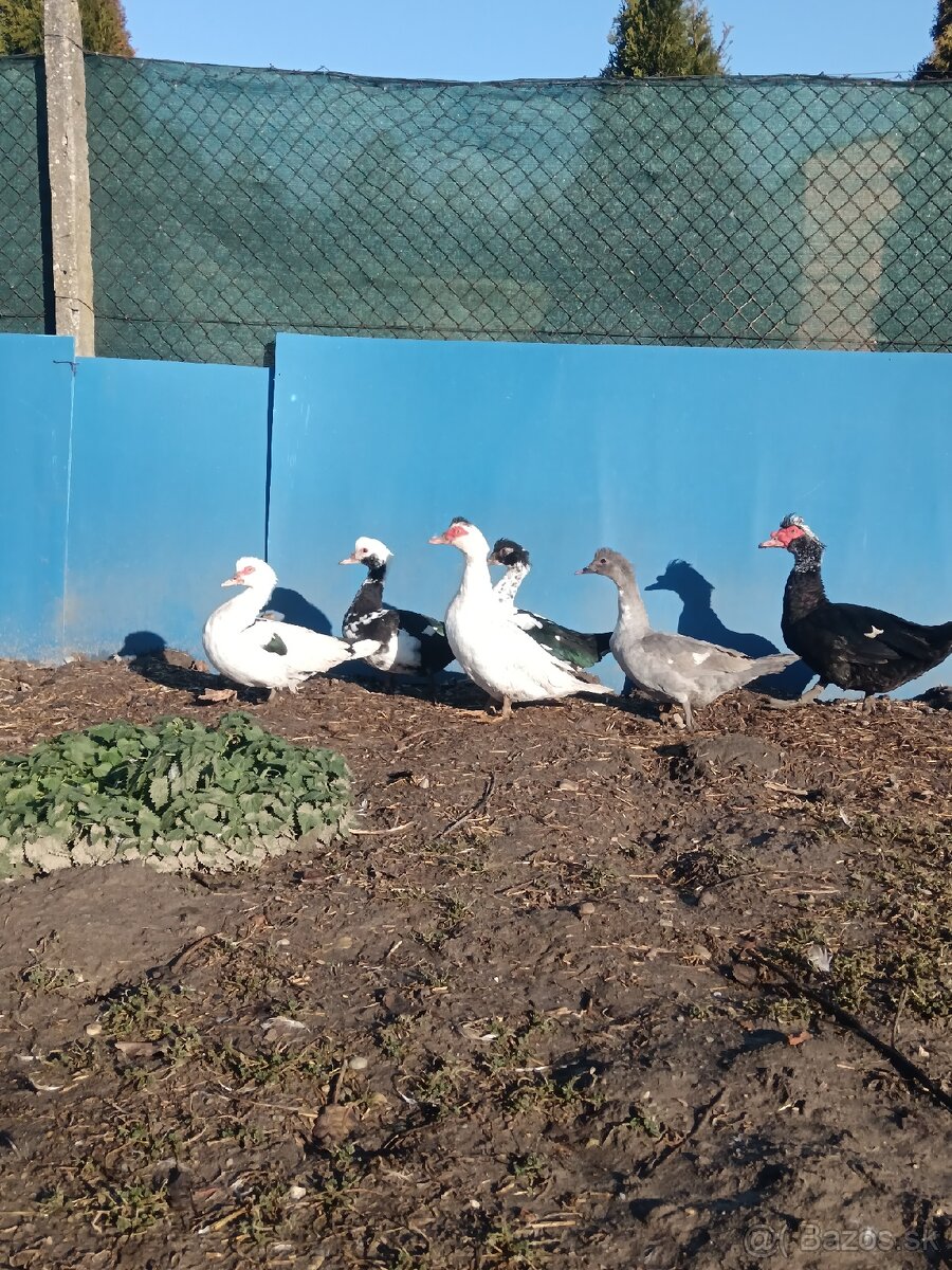 čínske kačice - 12