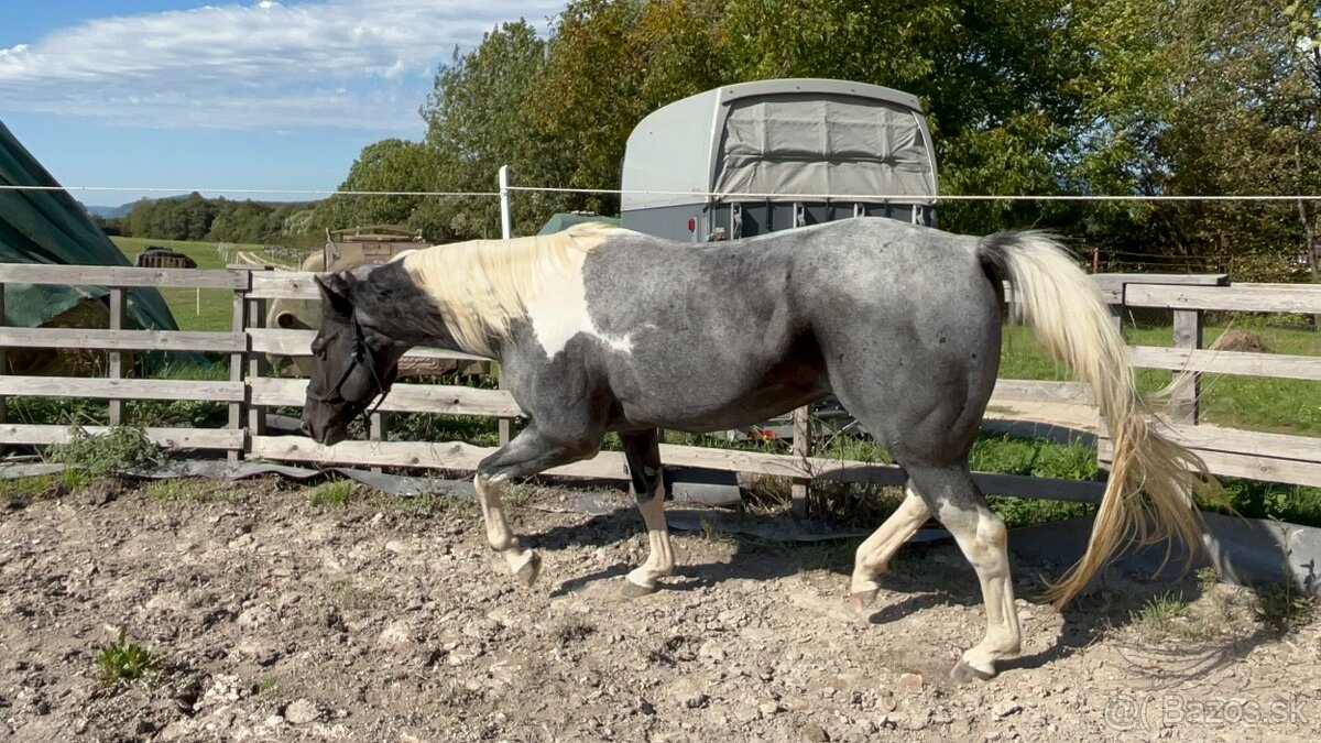 Zrebce Pripúšťanie - 12