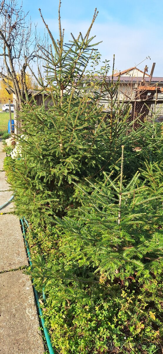 Živé smreky🎄 ako Vianočný stromček🎄 - 12