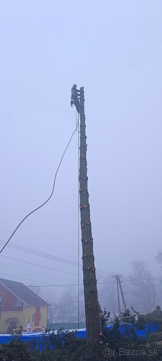 Rizikové orezávanie a výruby stromov, Arboristika - 12