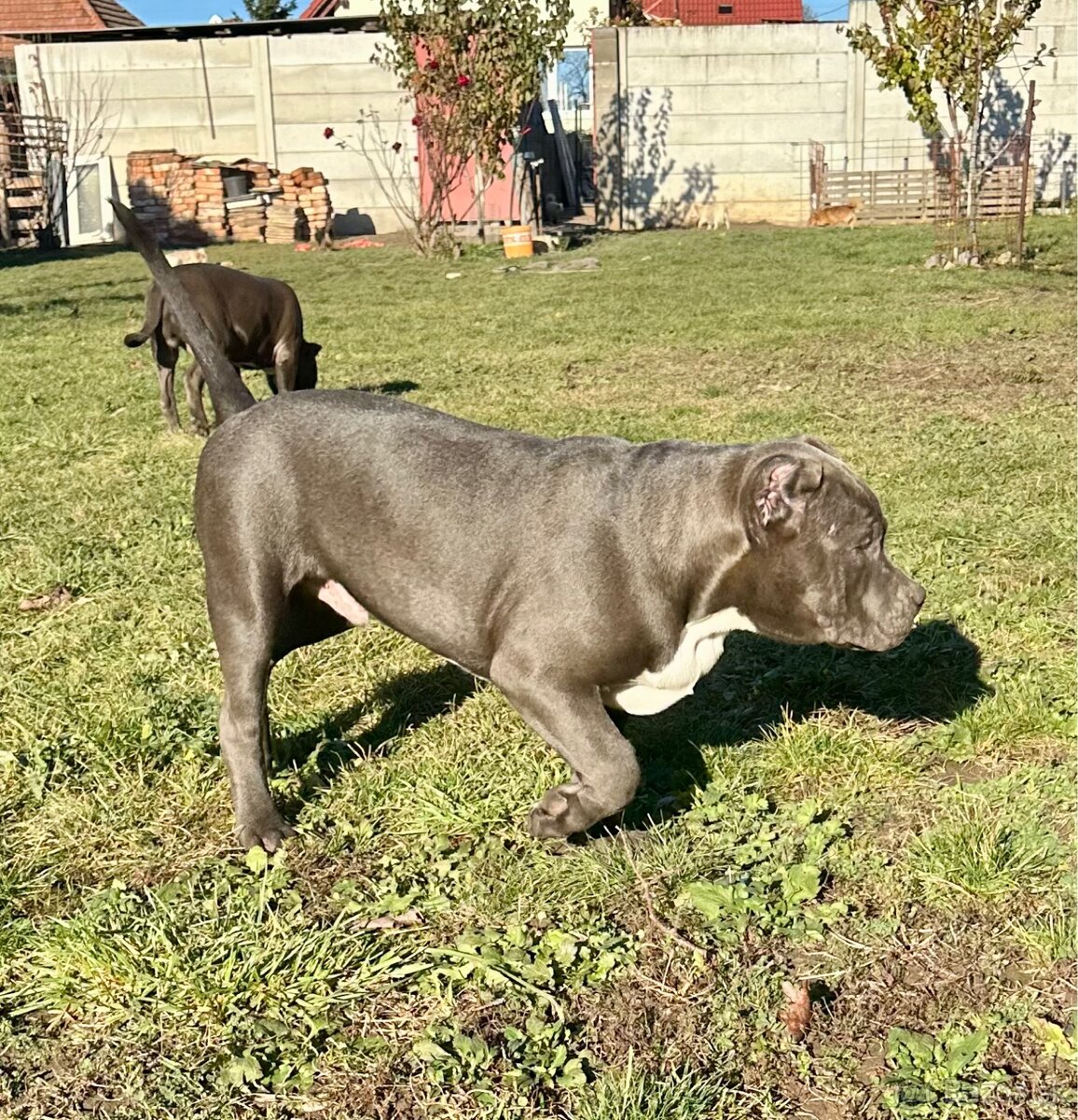 American Bully XL - 12