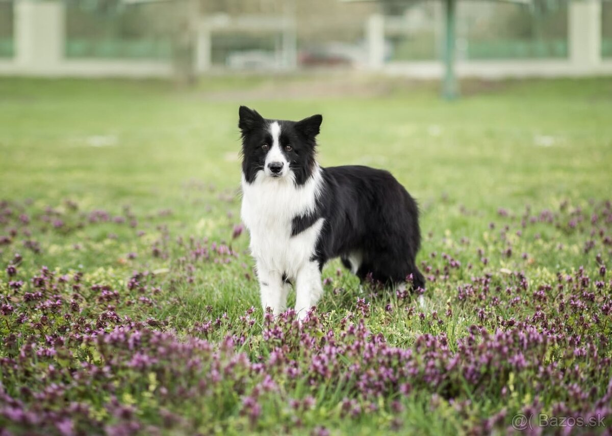 Border Kólia s PP - plánovaný vrh - šteniatka - 12