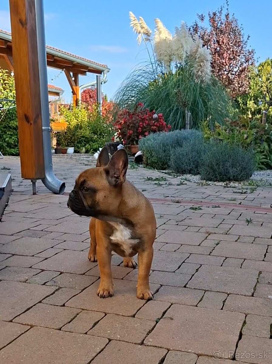 Francouzsky buldoček s PP - sučky - 12