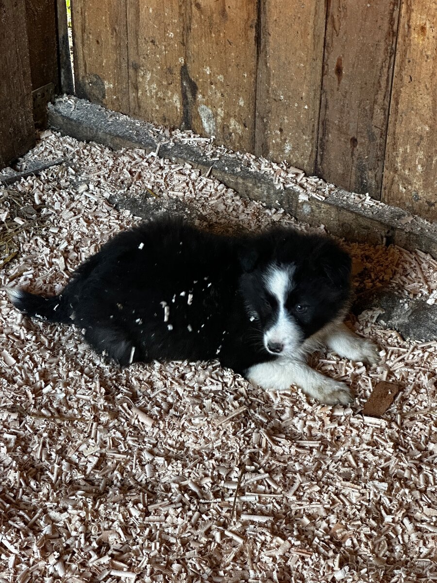 Šteniatka Border kólia - 12