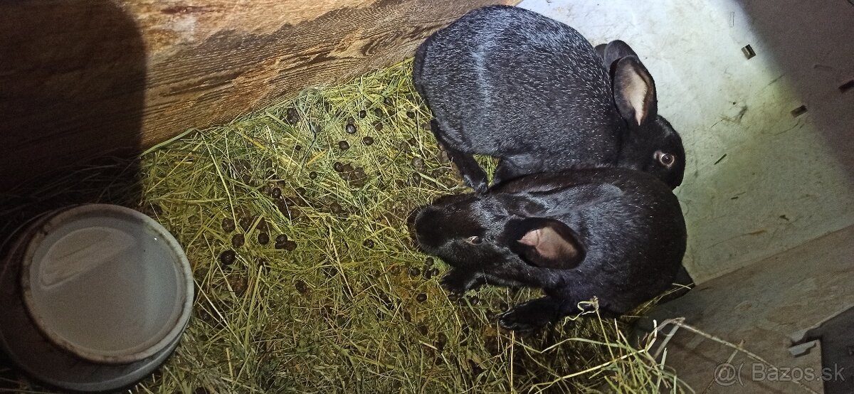 Predám králiky 4,5 mesačne - 12