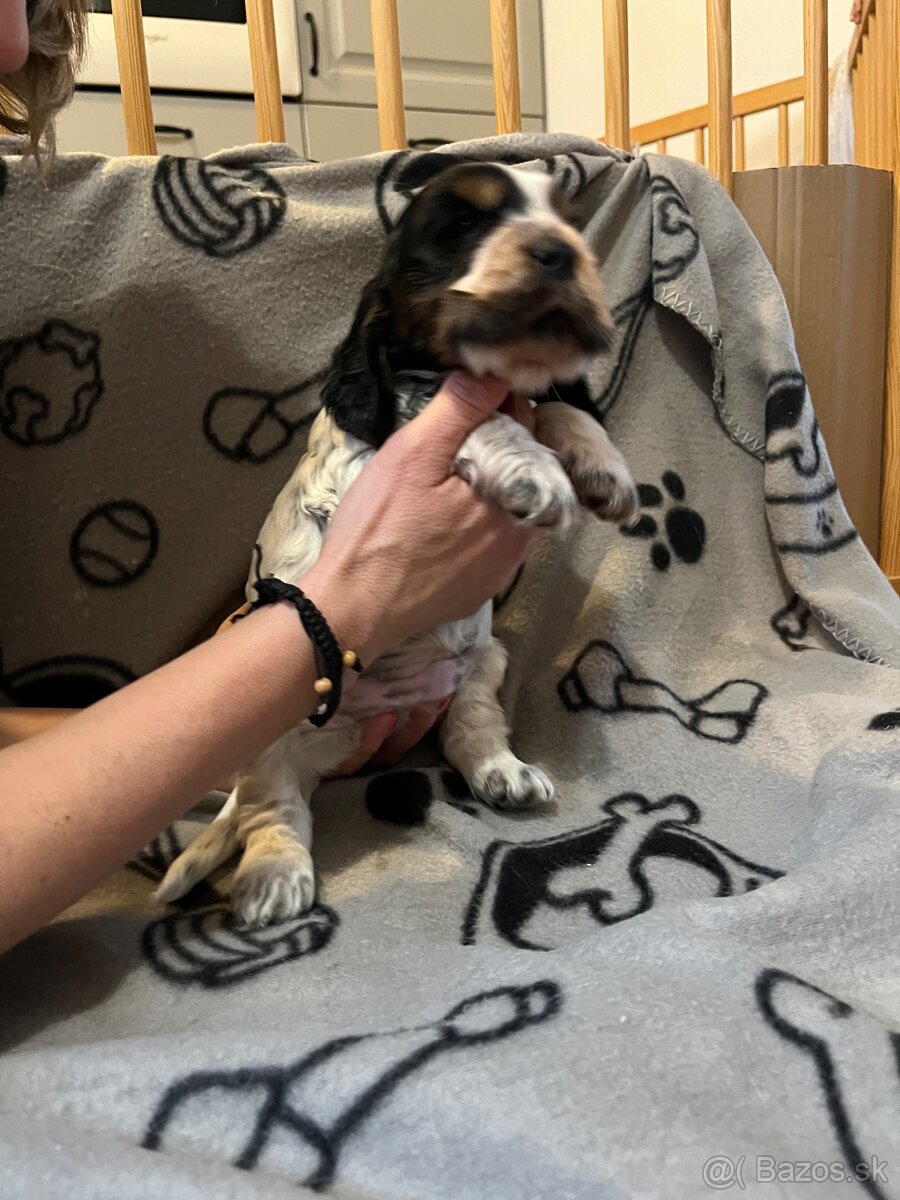 Anglicky kokršpaněl - 12