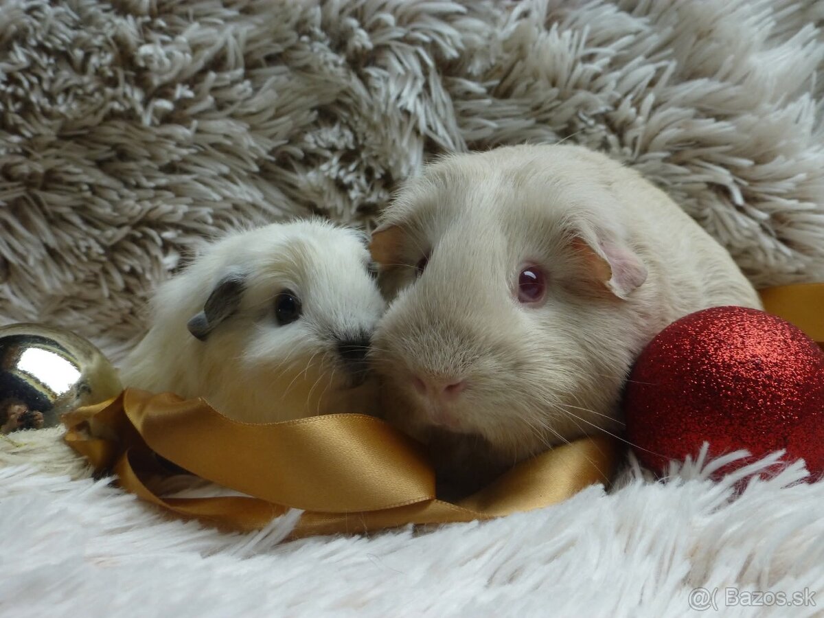 Ušľachtilé morčiatka - 12