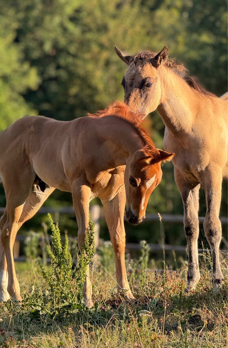 APH SORREL ŽREBČEK NA PREDAJ - 12