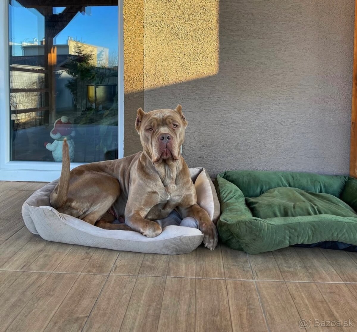 Bandog, cane corso, presa, doga, pitbull - 12