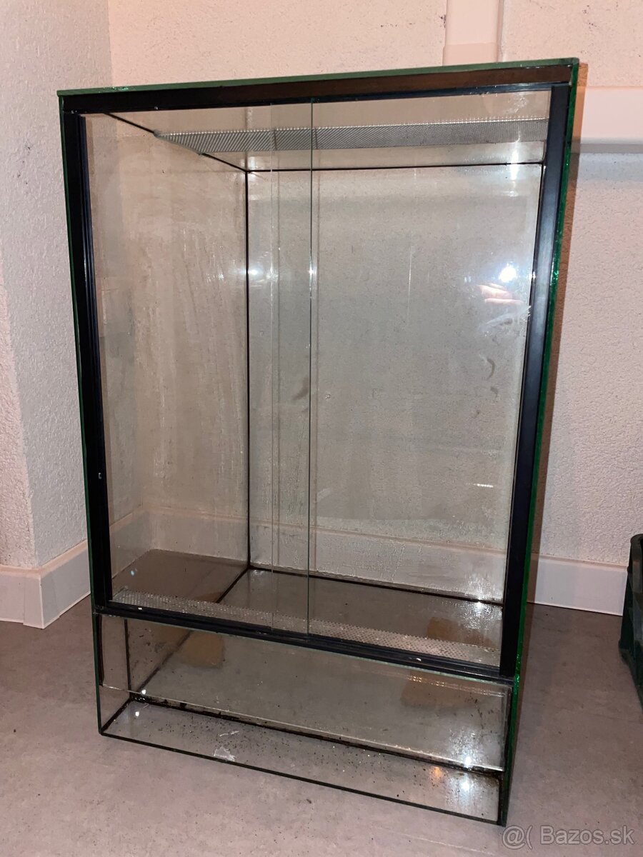 Tri pagekóny riasnaté-samec a dve samičky - 12