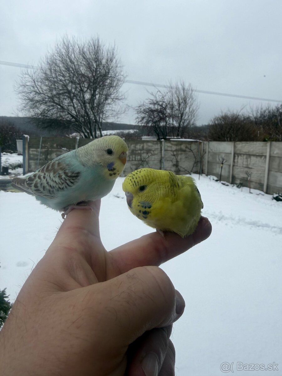 Andulky mlada Maznačik - 12