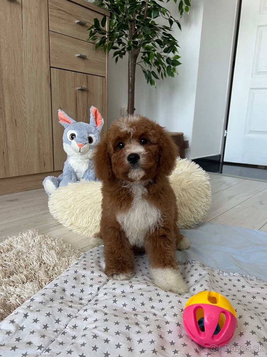Cavapoo psík - 12