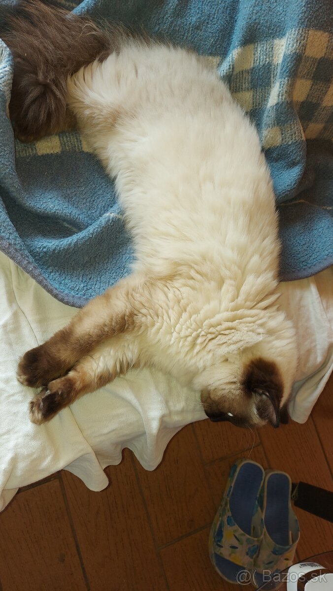 Ponukam kocura na krytie - 12