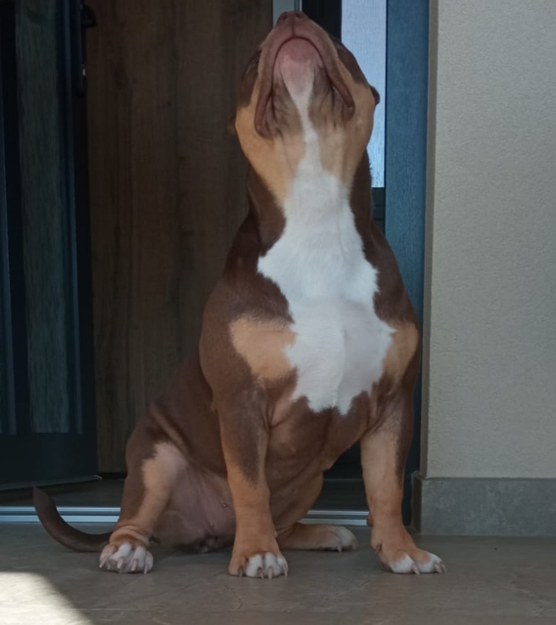 American bully Pocket / Standard s PP - 12