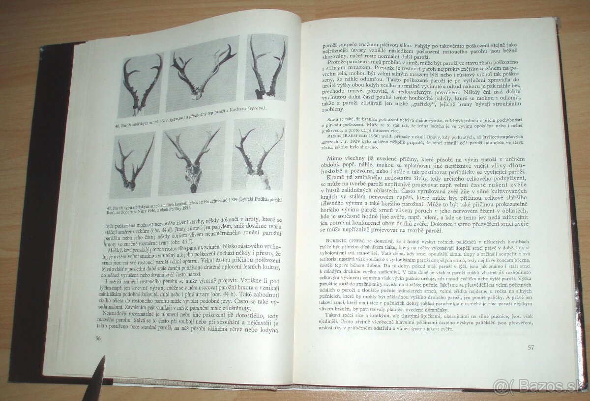 Srnčí zvěř - 12