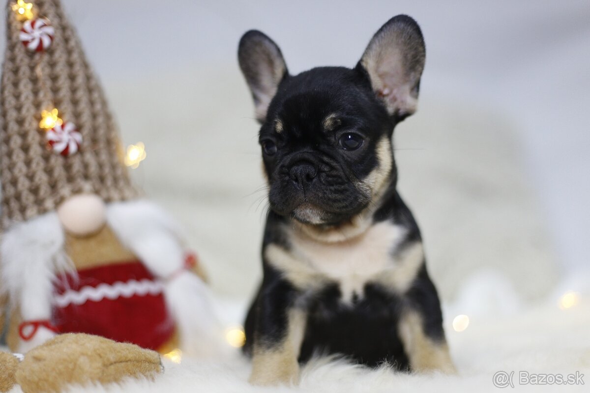 Francúzsky buldoček - 12