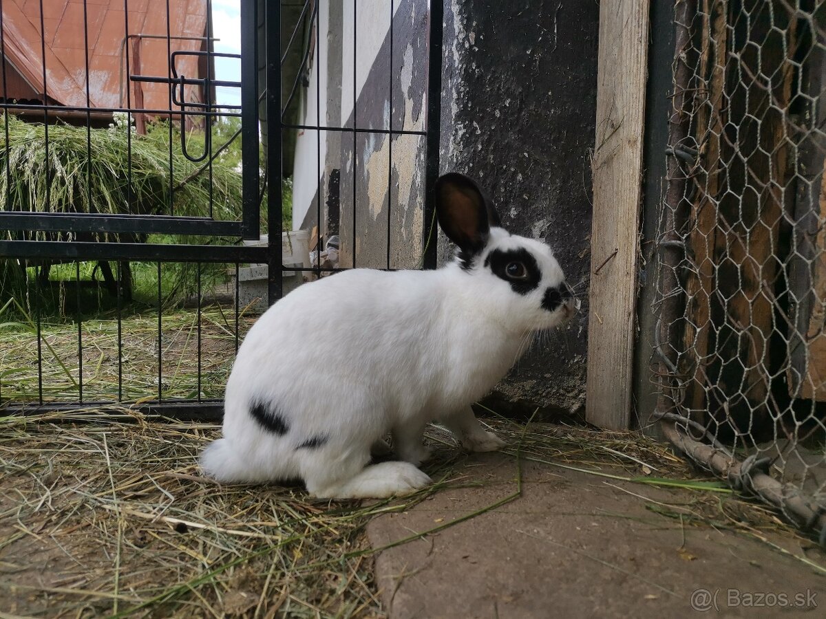 Zakrslé králiky - 12