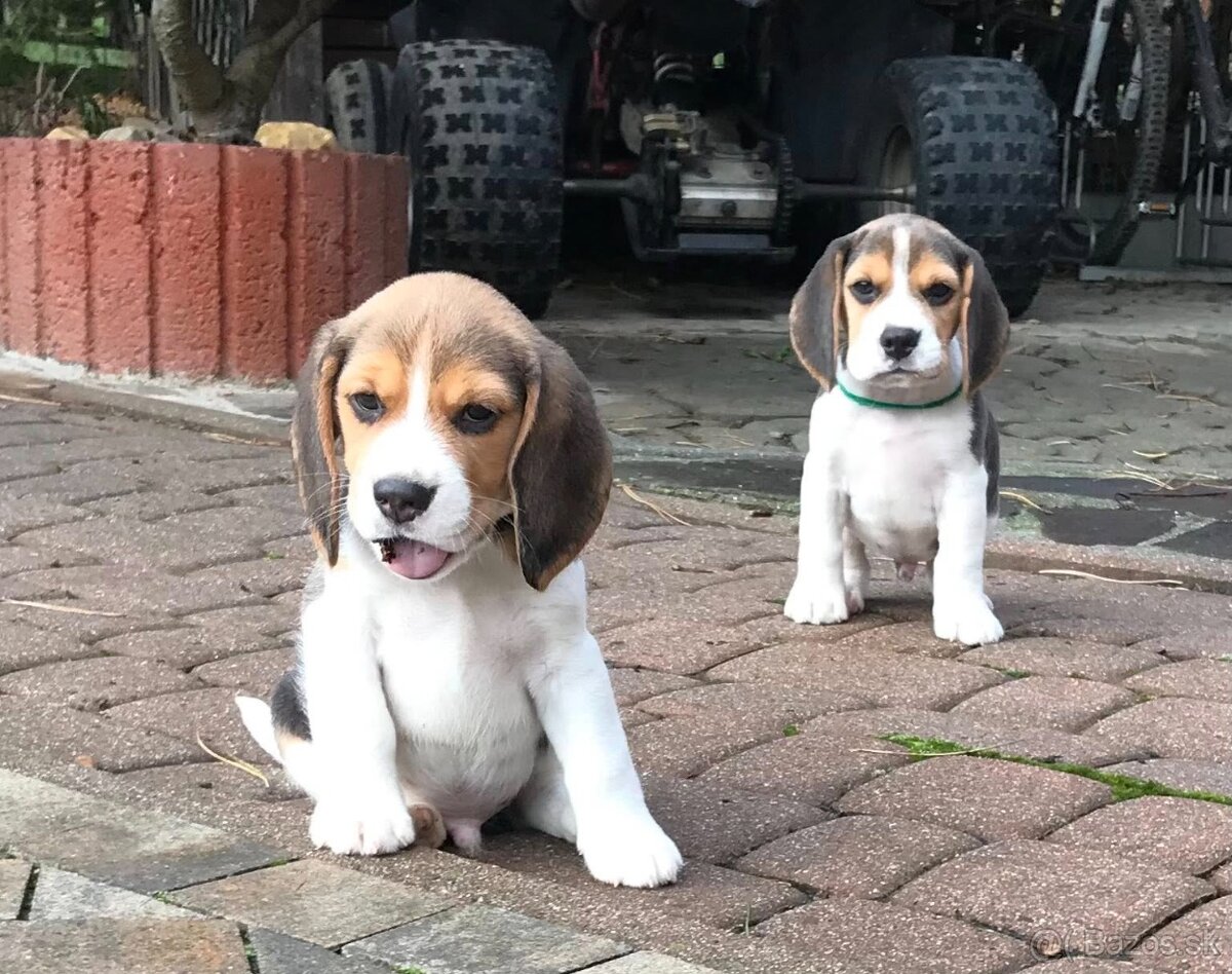 Bígel Beagle Bigl s PP FCI - 12